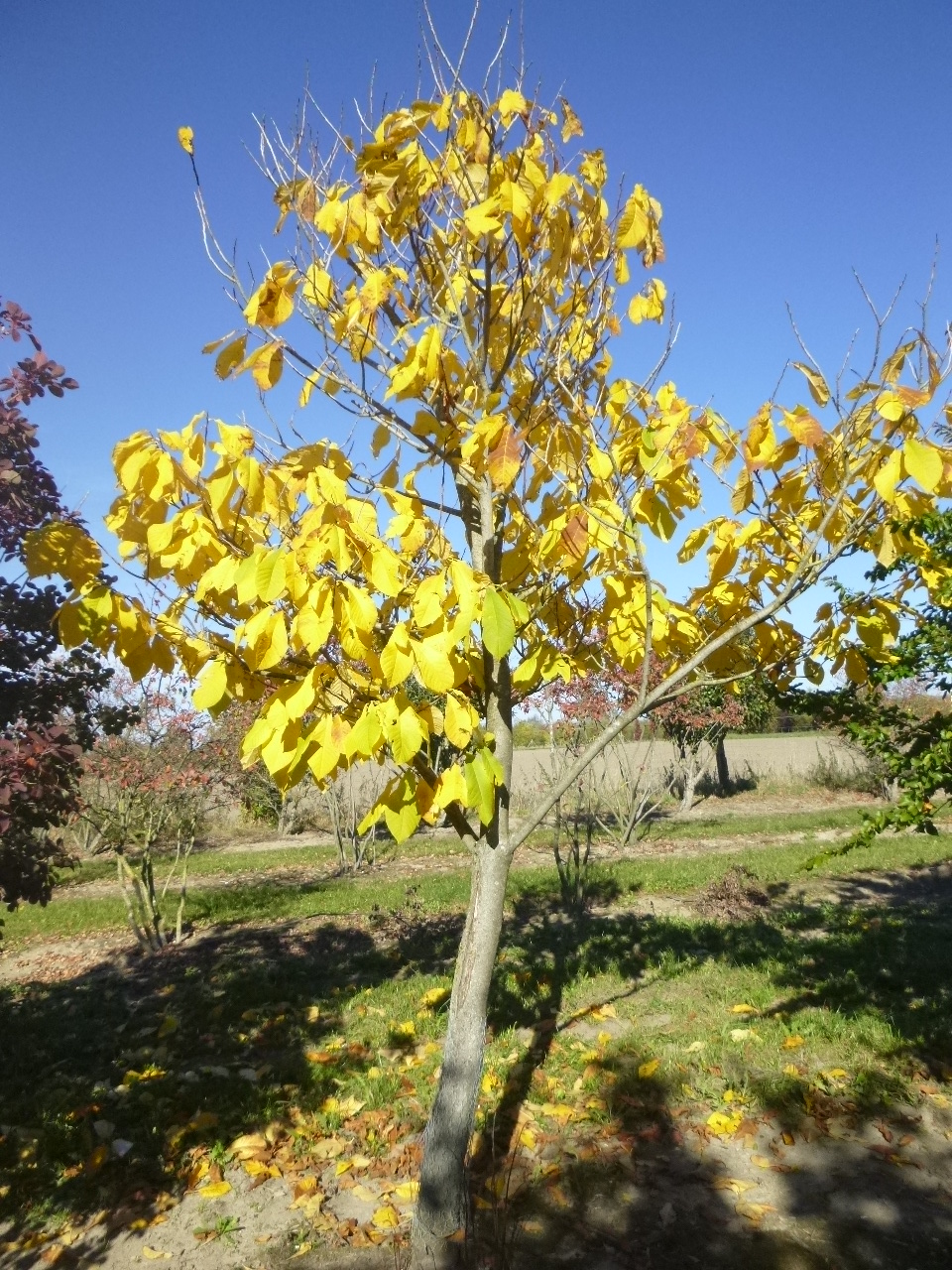 Dreilappige Papau / Indianerbanane / Pawpaw (Asimina Triloba) - Jurgelucks